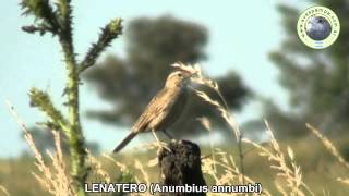 preview picture of video 'Leniatero Anumbius annumbi'