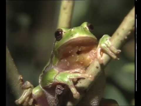 Grenouilles et crapauds - Documentaire Animalier