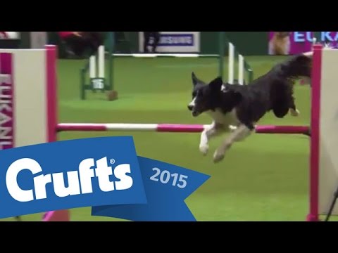 Agility - Championship - Round 2 - Agility | Crufts 2015