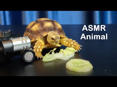 Turtle/Tortoise and Hamster/Guinea Pig Eating Vegetable ASMR 먹방 🐢 10 Mukbang