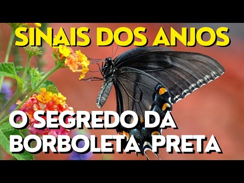 Vídeo: Borboleta preta: perguntas e respostas do significado
