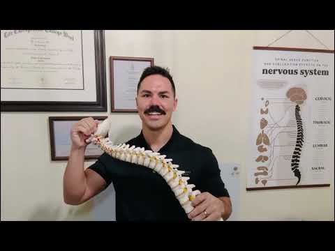 The Nervous System Controls Everything