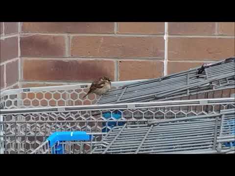 Council of Time - 3 Wacky Wed 2016 01/13/16