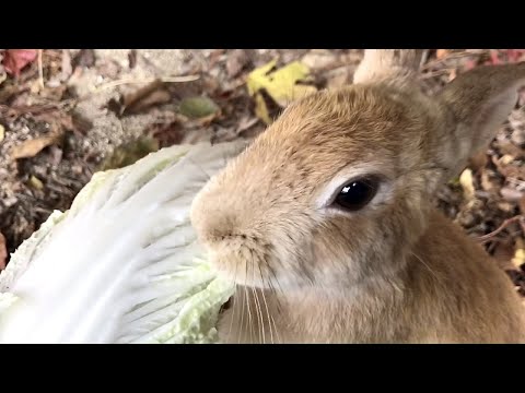 Rabbit squeal | Growl