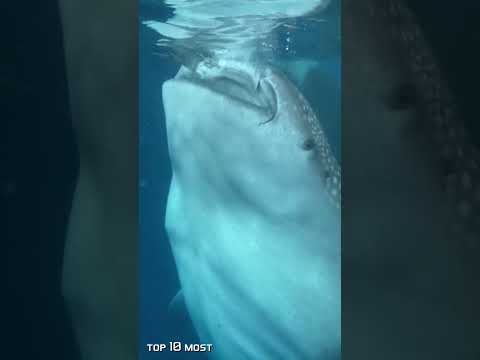 This Shark Whale Tried To Swallow This Man Whole | Top 10 Most #Shorts
