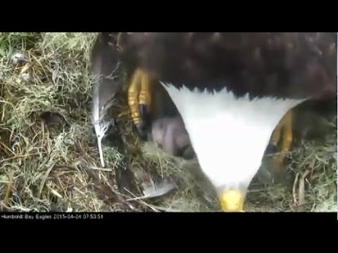 4 24 15 Humboldt Bay Eagles 7:53am We Have A Hatch!