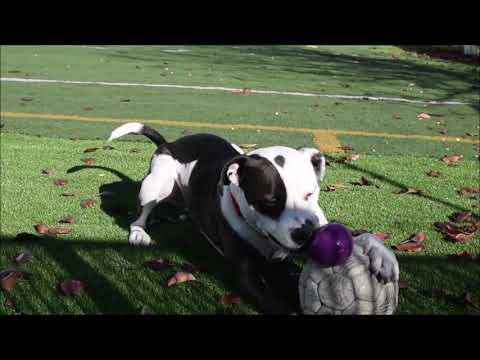 Kody, an adopted Pit Bull Terrier Mix in Eagle, ID_image-1