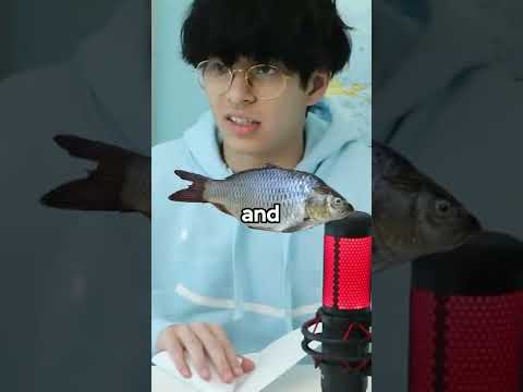 The Paper Boat that FLOATS FOREVER😱(WORLD RECORD IS 4 DAYS)