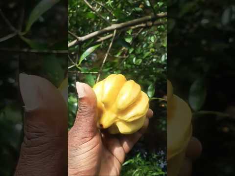 #കുടംപുളിപറിച്ച് കറുപ്പിച്ചു 😭