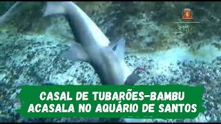 Tubarões-bambu acasalam no Aquário de Santos