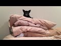 High on Puppy Mountain ORIGINAL  (Puppy Songs)