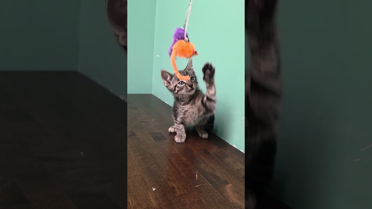 Marvin, a Adoptable Domestic Short Hair in Macomb Twp, MI video 5/5