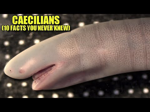 Caecilian 🐛 (10 FACTS You NEVER KNEW)