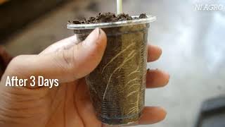Easiest Method To Grow Green Bean from seeds in one time plastic tea cup | NI Agro