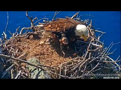 Two Harbors' 2 Day Old • Takes Ride on Cholyn's Talon/Stick • She Falls But is Fine! Explore.org