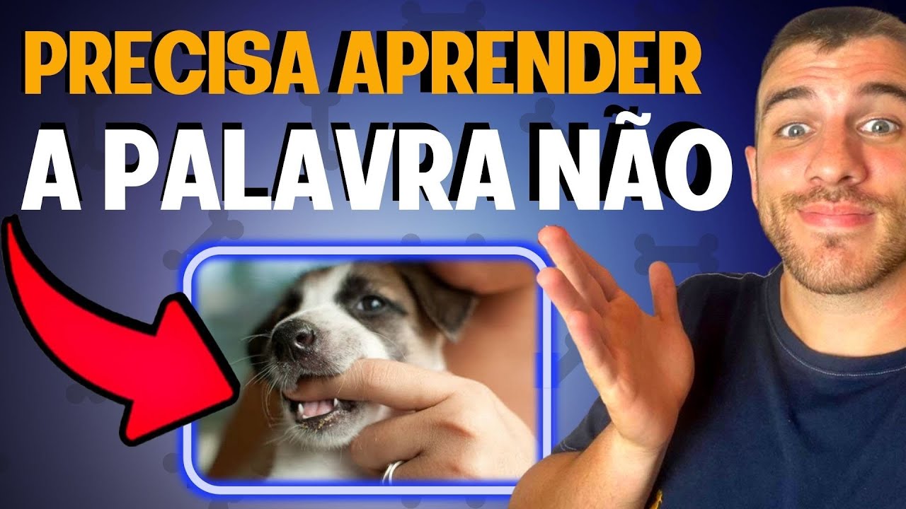 Como Fazer o Cachorro Entender a Palavra Não