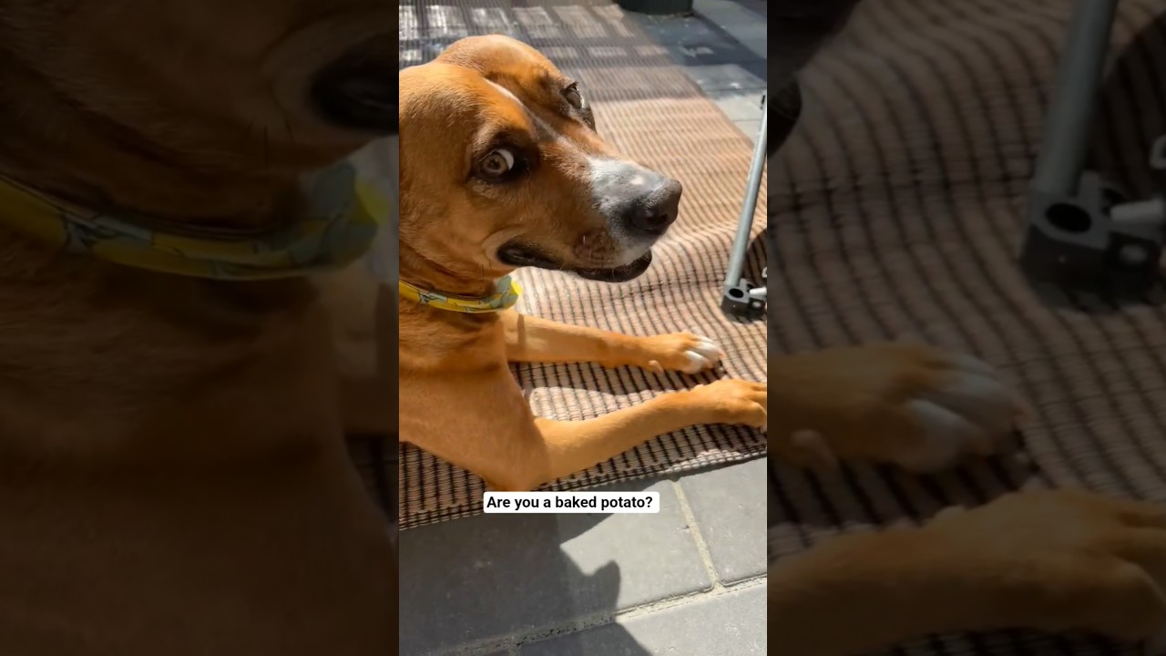 Enlarge Felice, a ADOPTABLE mixed breed in Kitchener, ON video 6/6
