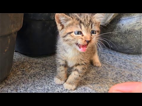 Kitten meowing so cute demands attention