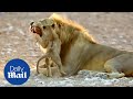 Mischievous Lion Cub Isn T Afraid Of His Father As He Wrestles With Him