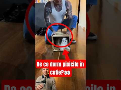 De ce pisicile dorm NUMAI in cutii 😹📦 #shorts #cats #shorts
