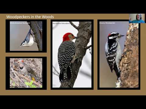 Darby Creek Watershed 101: Birds of the Darby Creek Watershed
