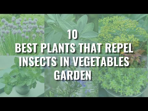 , title : '10 Best Plants That Repel Insects In Vegetables Garden & Uses For Companion Planting'