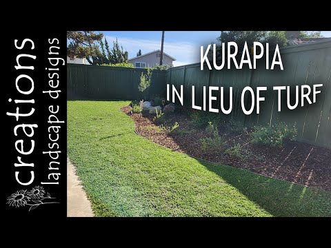 Kurapia In Lieu Of Turf