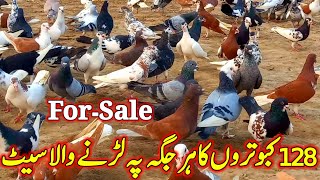 128 Pigeons Flying Set Everywhere | 03146721865 | For sale pigeons | Pigeon | Kabuter | Kabootar |
