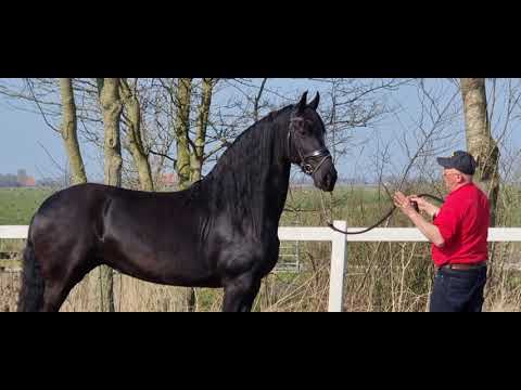 Stal Okkema's Raoneke - Harme x Onne - Mare - 2013 - 1.65m