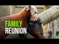 Red Panda Cub Reunited With Family at Potawatomi Zoo