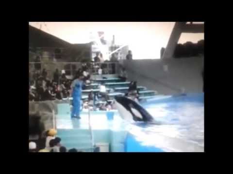 Attaque d'orque au Port of Nagoya Aquarium.