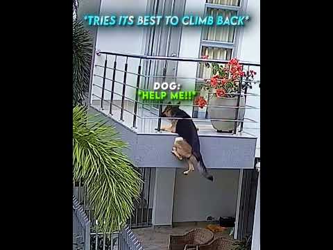 The dog did not give up❤️🐶
