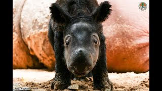 Cincinnati Zoo efforts lead to another critically endangered Sumatran rhino birth