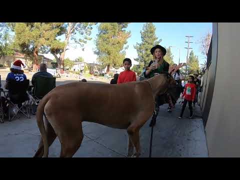 Cash 2.0 Great Dane 71