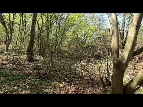 მიწის ნაკვეთი შალაურში