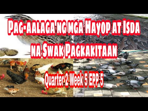 , title : 'EPP 5 Quarter 2 Week 5  - Pag-aalaga ng mga Hayop at Isda na swak Pagkakitaan