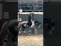 Stallone di 16 anni versatile