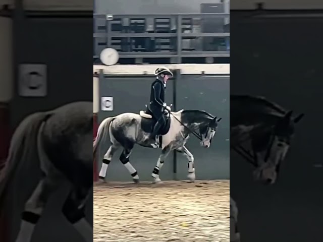 Stallone di 16 anni versatile 