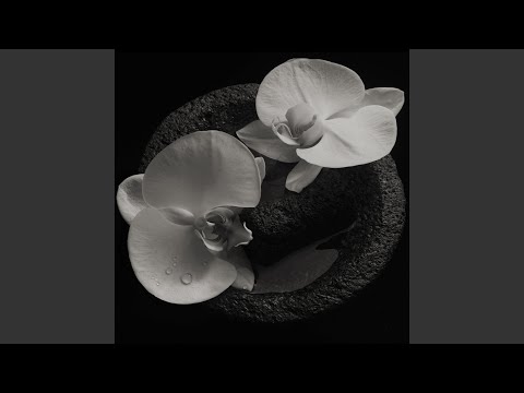 Video thumbnail for Yard Bull