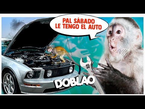 THE MONOCANIC 🐵 | DOBLAO