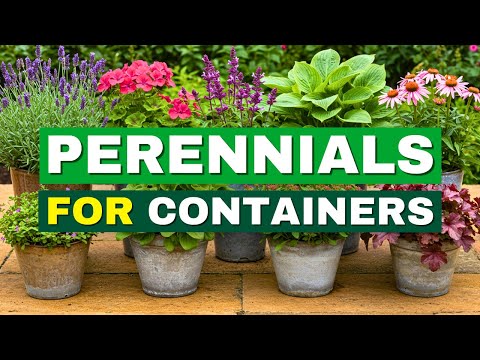 😍 Top 7 Easiest Perennials for Container Gardening | Low Effort, Big Impact!