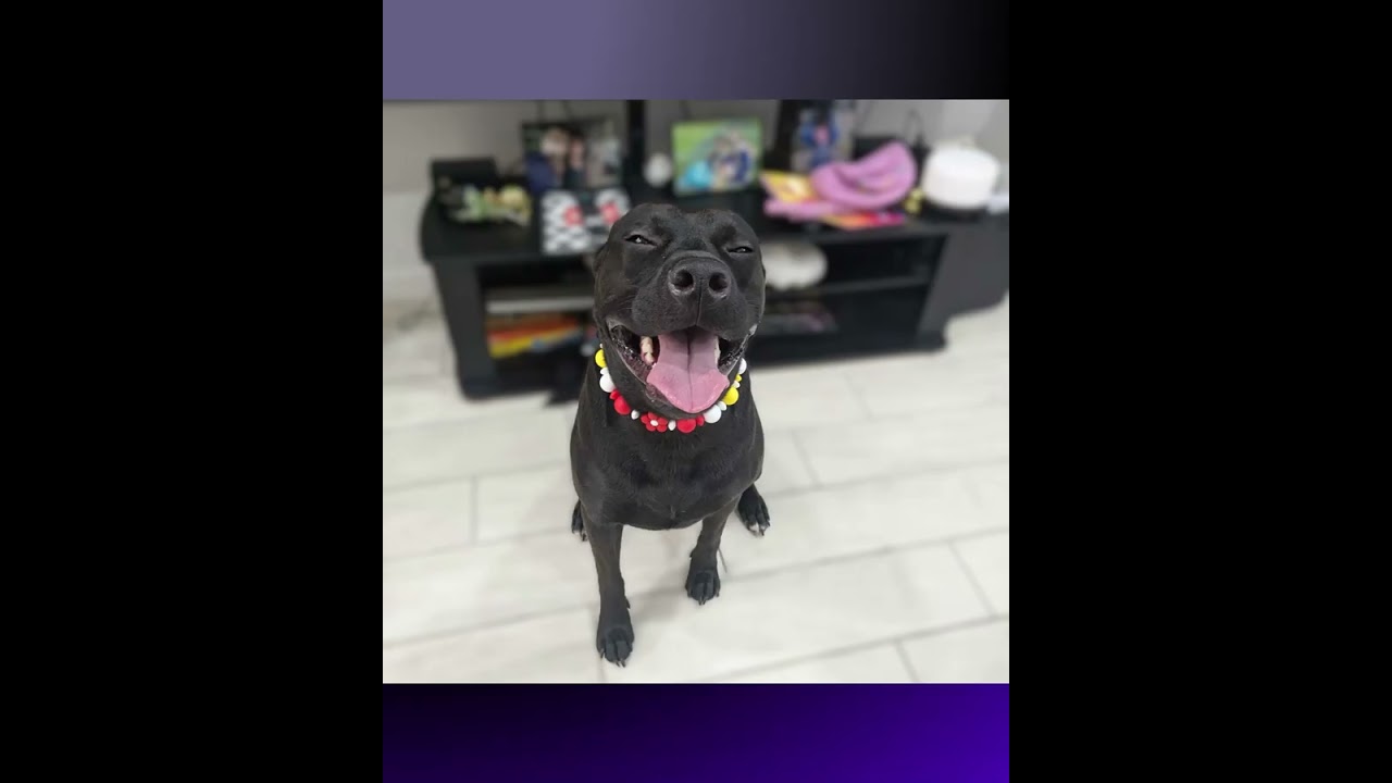 Pepper, a Adoptable mixed breed in Austin, TX video 6/6