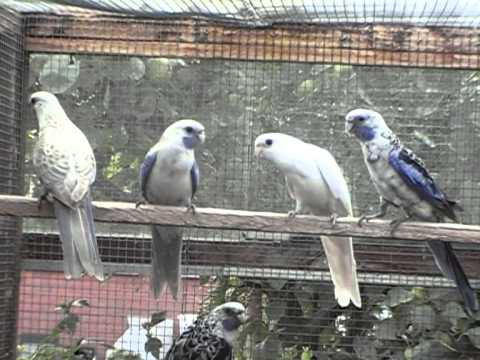 Kopie van Kopie van wit en blauw / wit pastel 2008