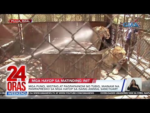 24 Oras Weekend Part 3- Pekeng dentista; Pampapresko sa mga hayop; Pusa vs butiki; atbp.