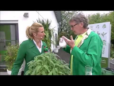 ZDF-Fernsehgarten:🥛 Mehltau mit natürlichen Mitteln bekämpfen