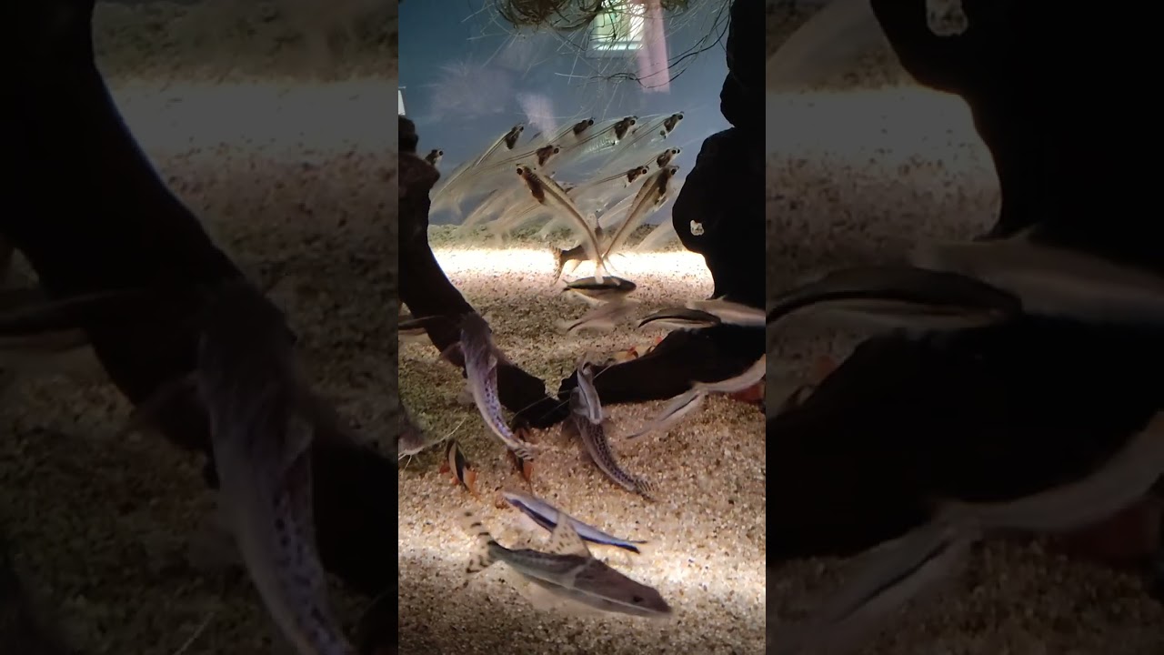 YouTube Short thumbnail