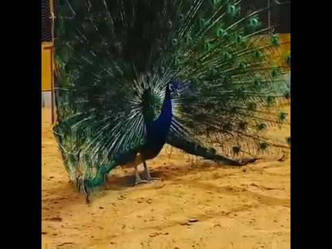 Peacock dancing display peacock  opening feathers