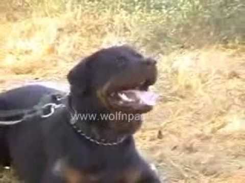 Performing Roll Exercise in Chris wolfnpack