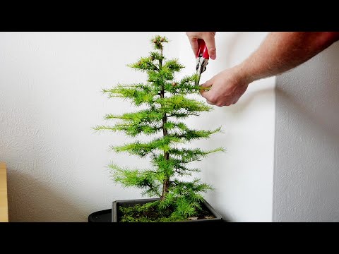 Larch Bonsai Summer Pruning (2023 Update)