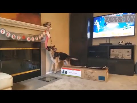 Новогодние приколы с животными и детьми (New year's jokes with animals and children)